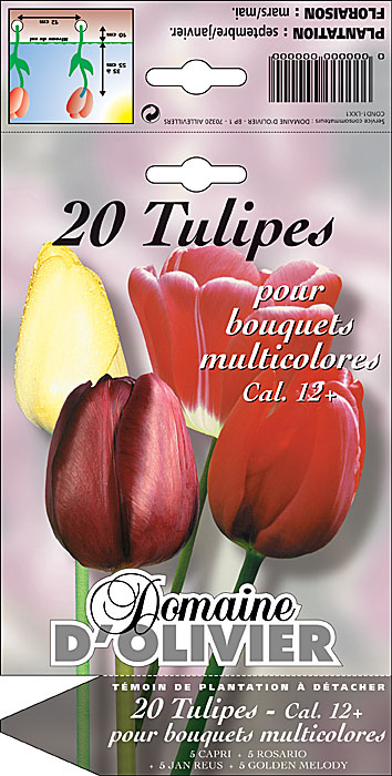 DomOlivier chromo tulipes